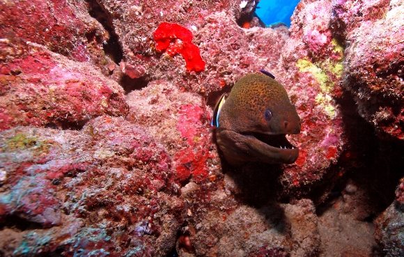 Moray Eel Great Barrier Reef Moray Eeel Great Barrier Reef