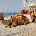 Dubai Travel Camels on Beach Dubai City Guide
