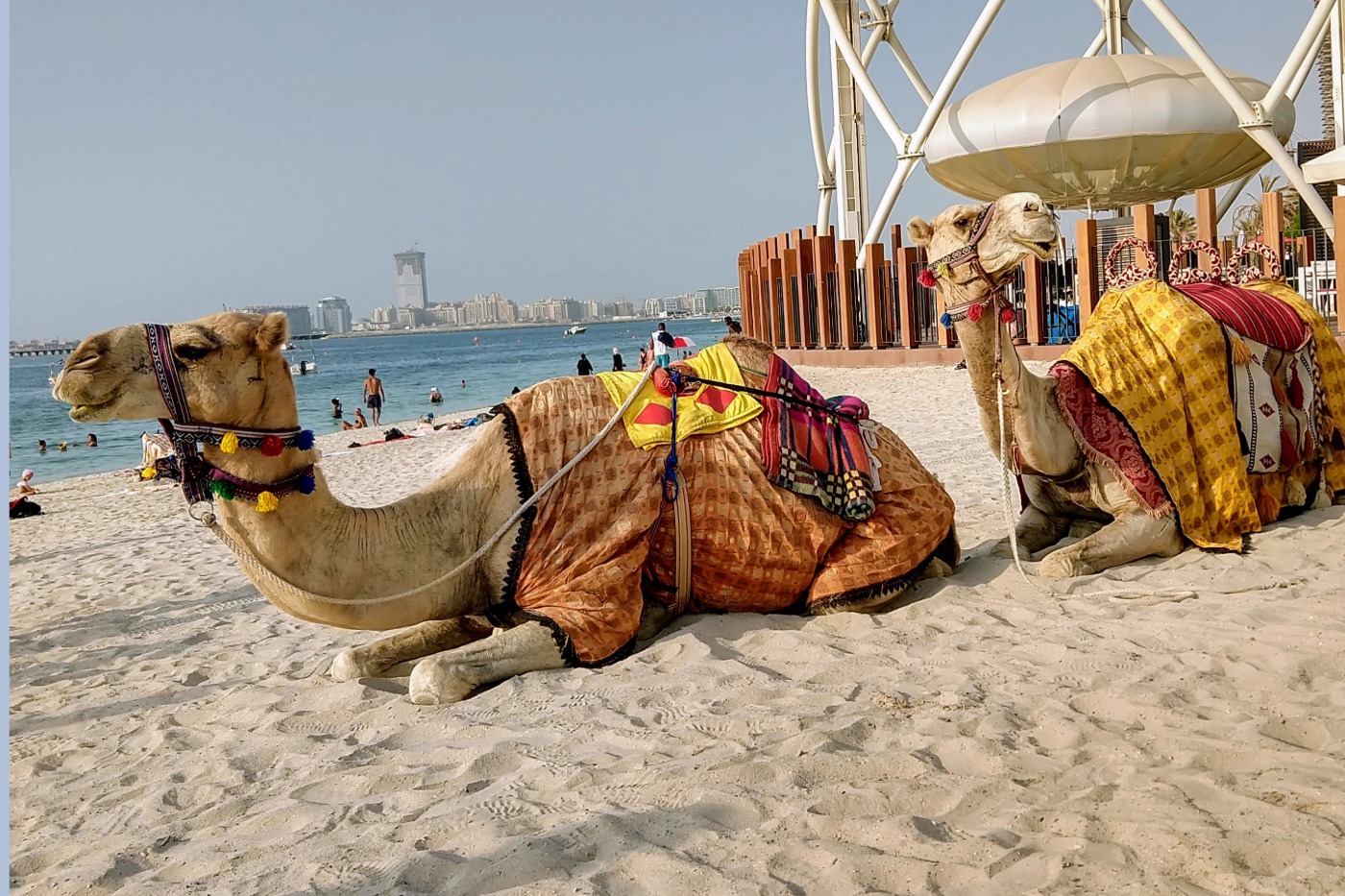 Dubai Travel Camels on Beach Dubai City Guide