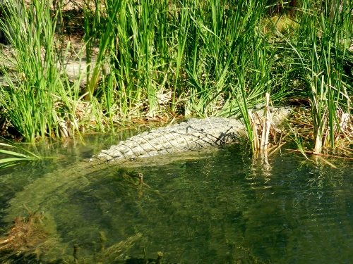 salt water crocodile. Port Douglas