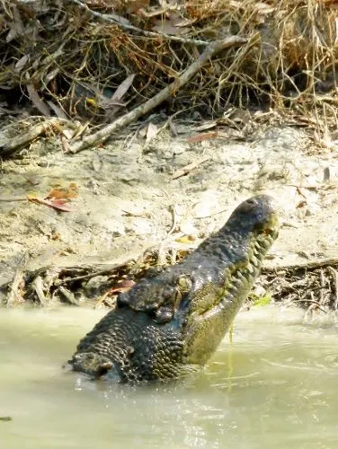 salt water crocodile Port Douglas