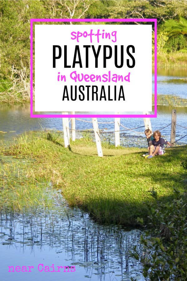 Platypus in Australia