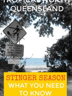 Queensland Stinger Season Port Douglas Cairns Australia