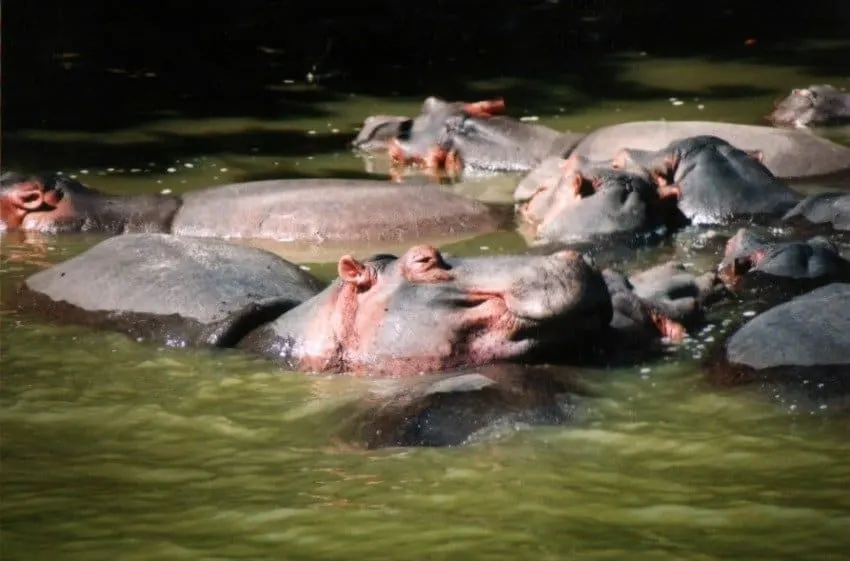hippos at St Lucia Wildlife Reserve South Africa
