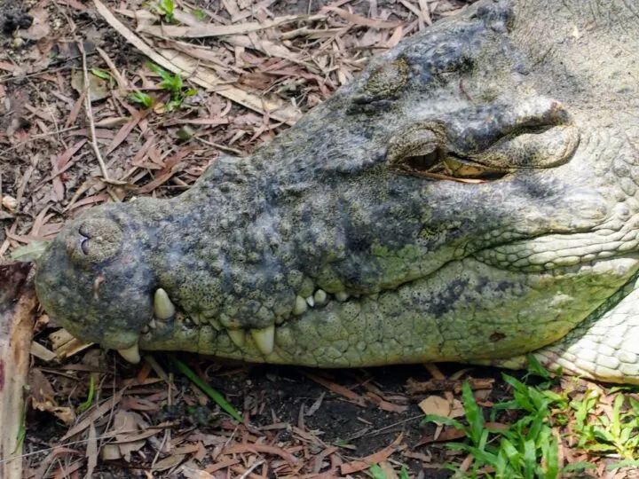 Phot of a saltwater crocodile showing teeth