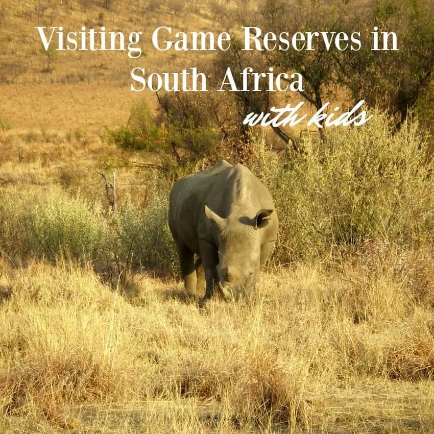 visiting game reserves in south africa with kids. rhino at Hluhluwe umfolozi game park