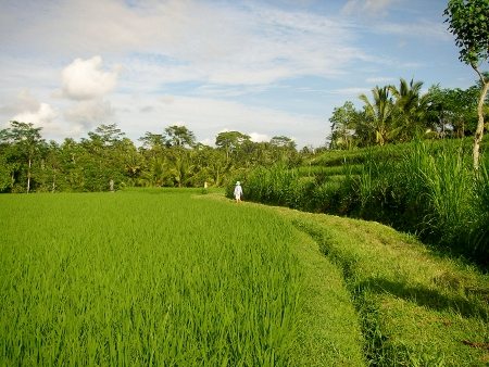 rice fields Ubud