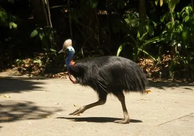 Cassowary