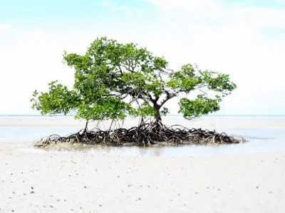 Lone mangrove tree. Cape Tribulation. Port Douglas to Cooktown by four wheel drive