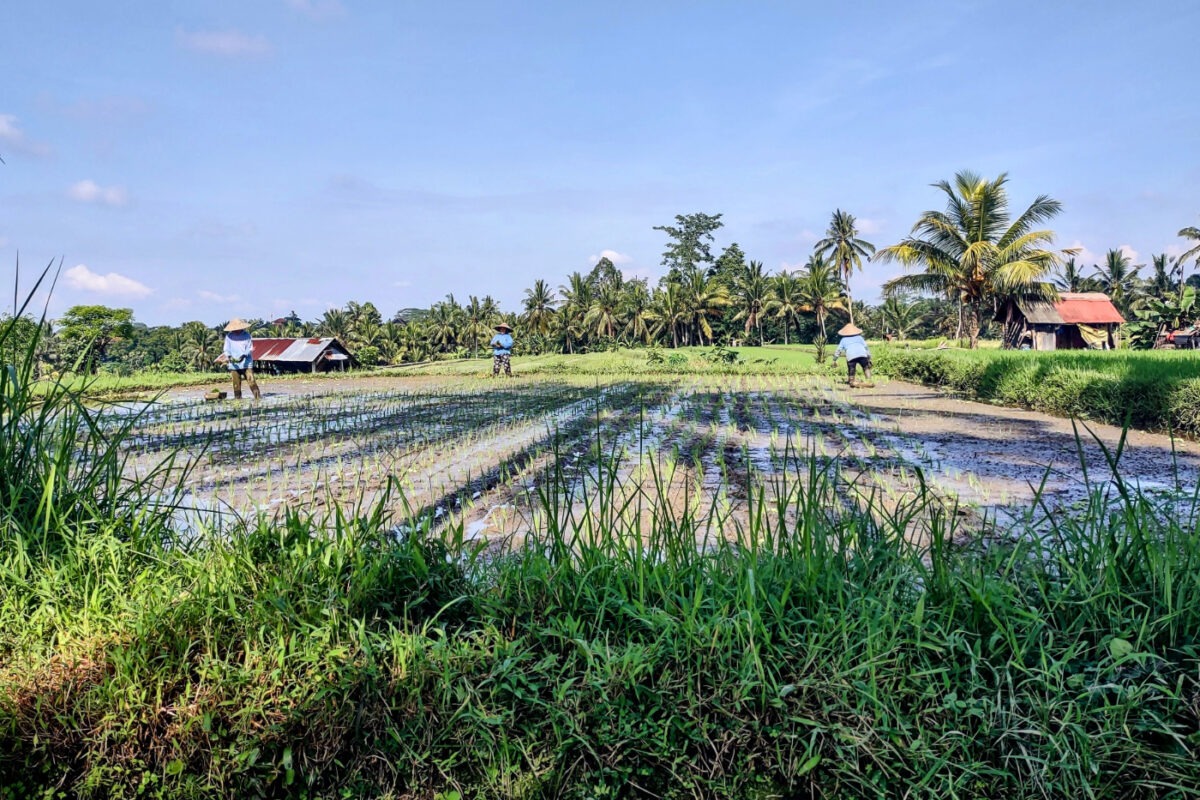 Rice growing in Ubud Bali