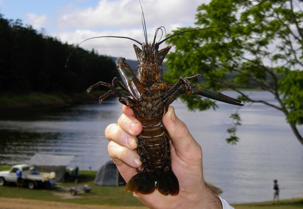 Yabby catching at lake tinaroo