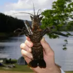 Yabby catching at lake tinaroo