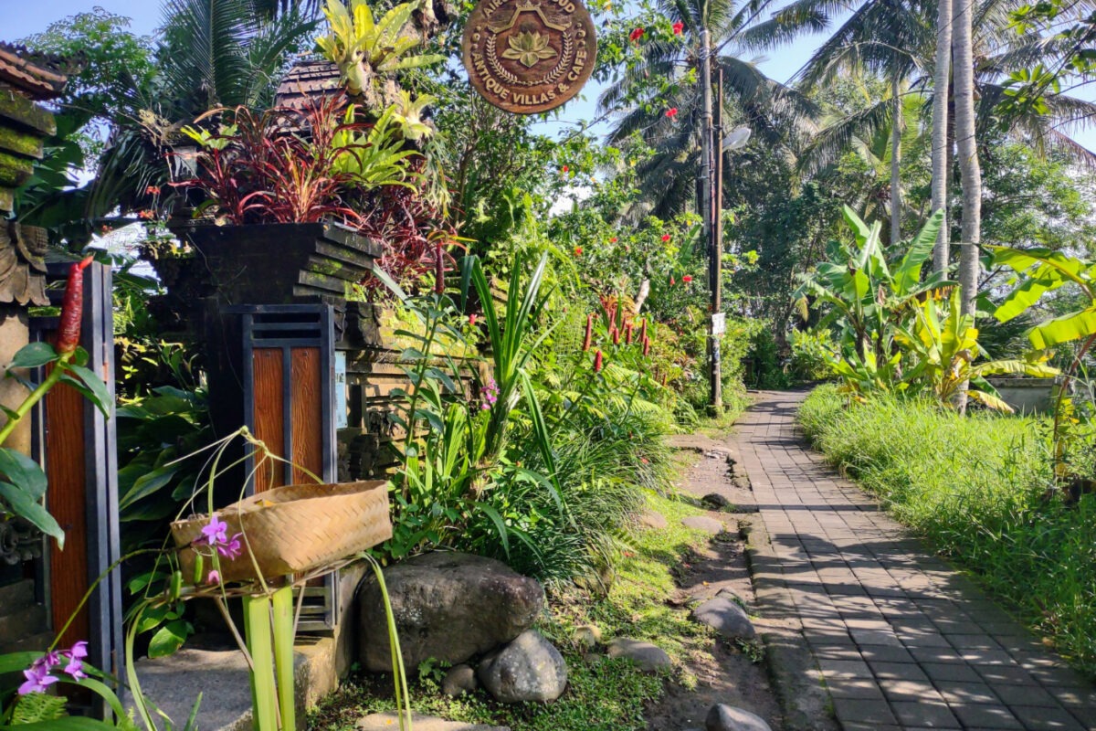 Beautiful rice field walk in Ubud