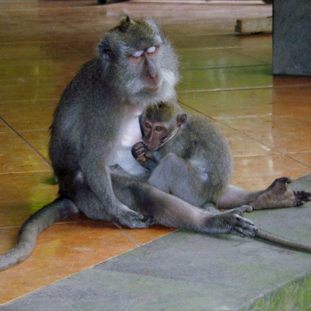 Ubud monkey forest with kids