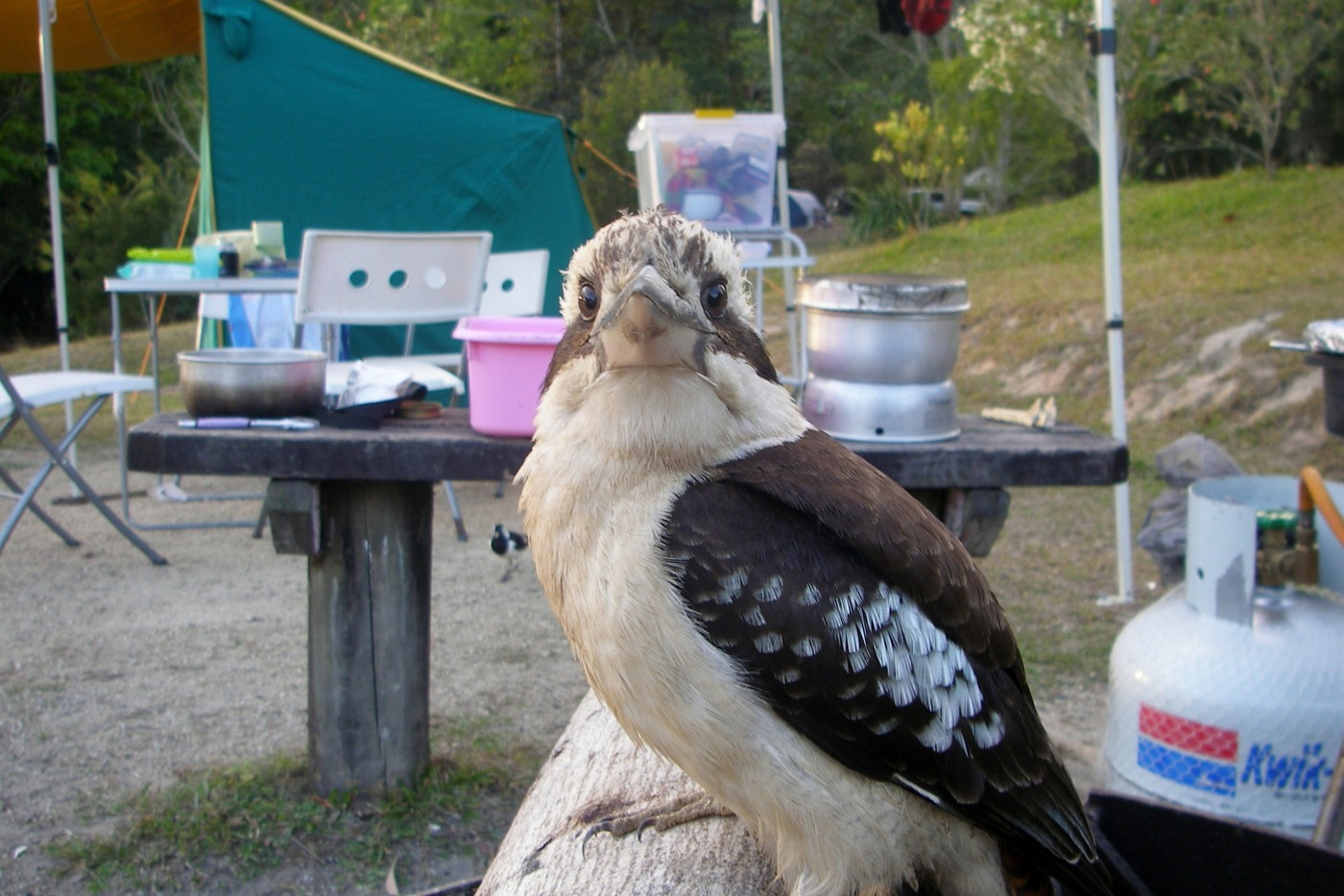 camping at Lake Tinaroo kookaburra in camp