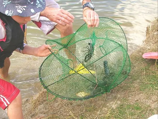 how to catch yabbies