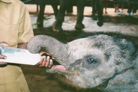 Baby Elephant Sri Lanka