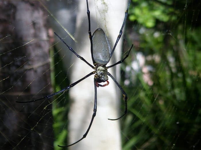 golden orb spider