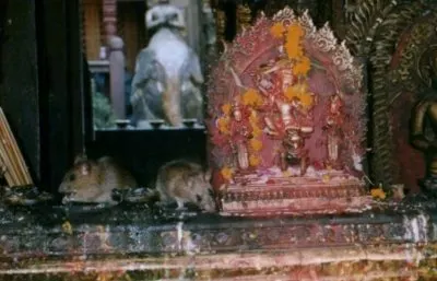 Golden Temple rats Kathmandu