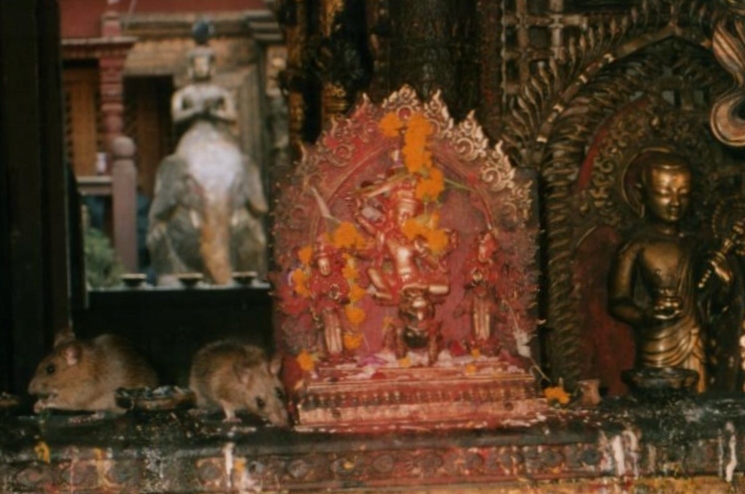 rats at a rat temple worst stories from travel