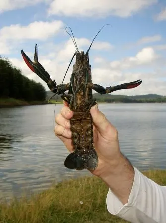 How to catch yabbies. Lake Tinaroo