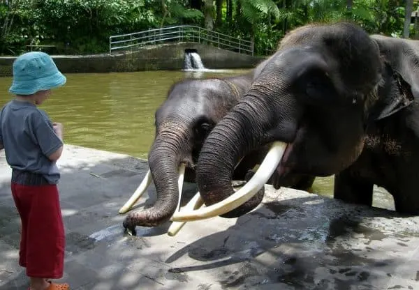 Bali Elephant Park