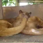 Civets Kopi Luwak