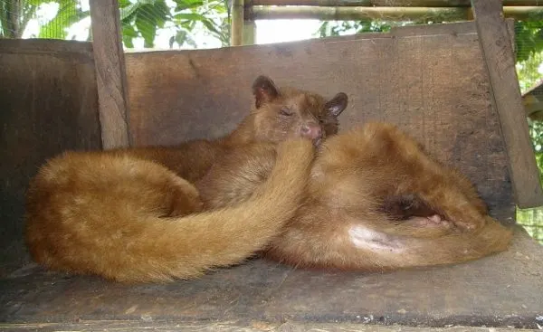 Coffee Kopi Luwak Bali Civets Kopi Luwak