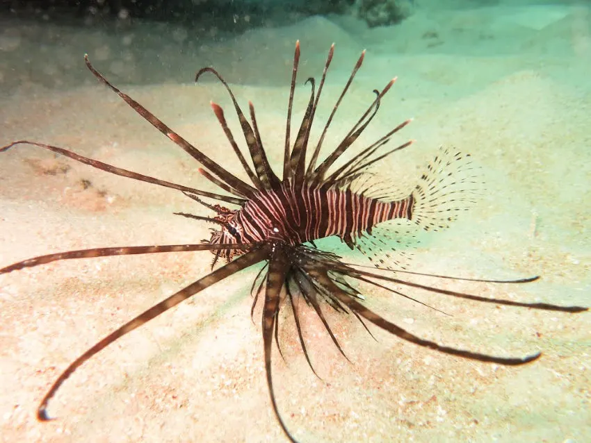 Dangerous fish on the Great Barrier Reef