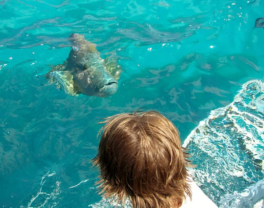 Kids on the Great Barrier Reef entering the water with giant Maori wrasse fish 