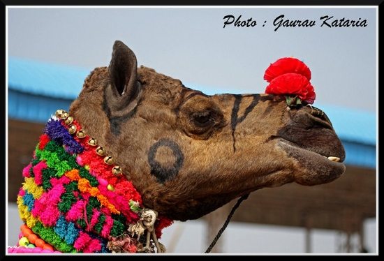 India camel