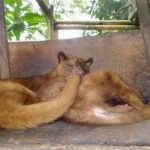 sleeping civet cats in Bali, used in making kopi luwak, a type of very expensive poop coffee