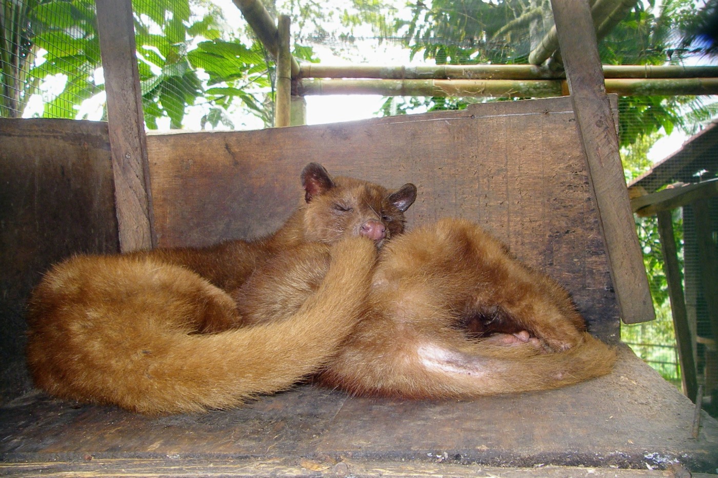 sleeping civet cats in Bali, used in making kopi luwak, a type of very expensive poop coffee