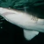 grey nurse shark Australia