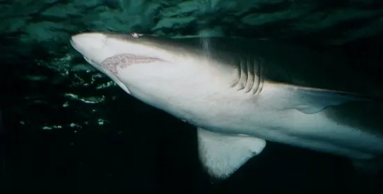 grey nurse shark Australia