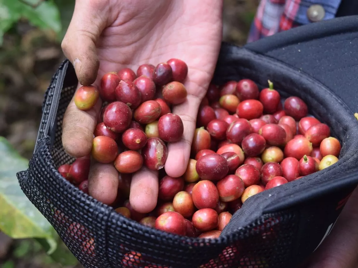 kopi luwak