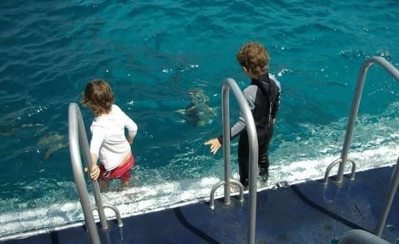 snorkelling on the great barrier reef from Port Douglas