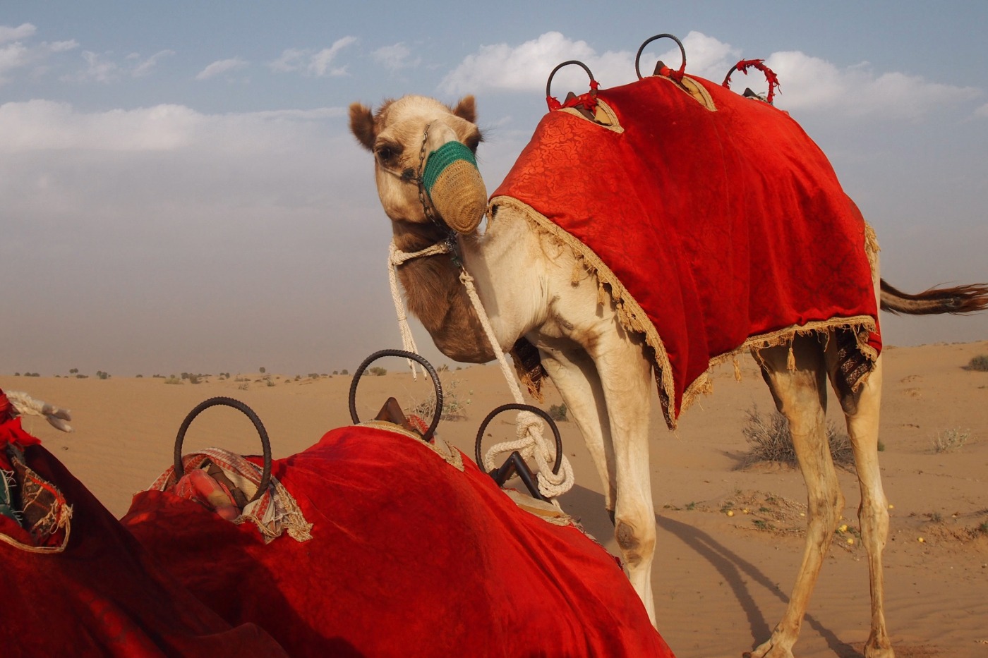 grooup of camels waiting for a small group adventure travel party to arrive