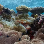 Underwater on the great barrier reef. Clear blue water, corals and anemonies, all alive and healthy, no bleaching.