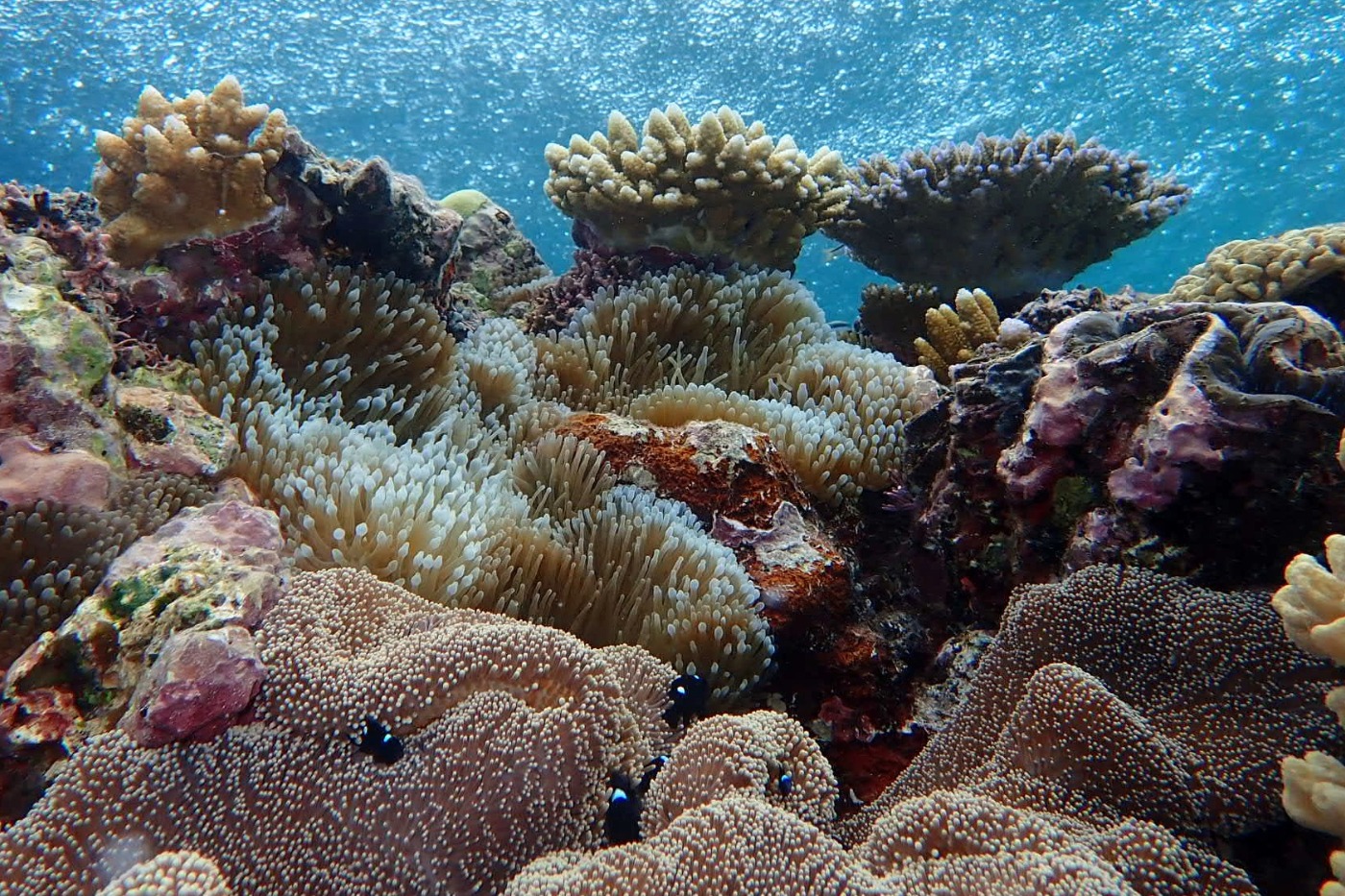 Underwater on the great barrier reef. Clear blue water, corals and anemonies, all alive and healthy, no bleaching.