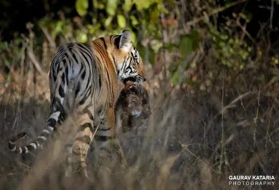 tiger why do I love India
