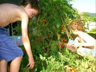 gardening in the tropcs. tomatoes