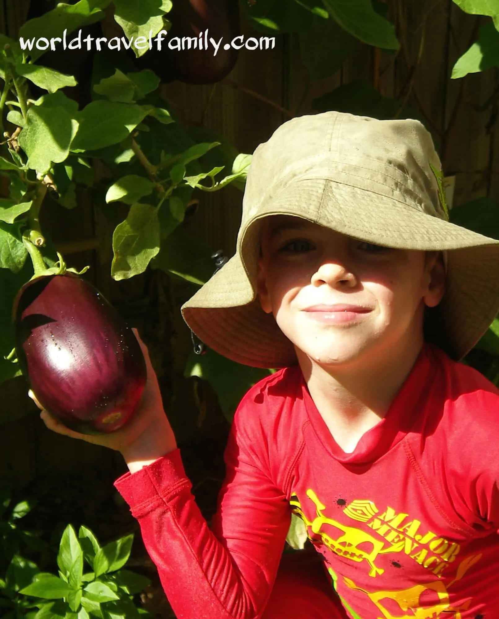 Growing aubergines (eggplant) in the tropics