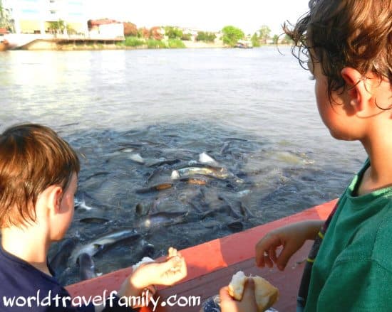 feeding fish ayutthaya river thailand
