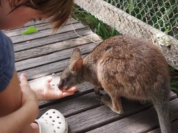 Wildlife Habitat Port Douglas