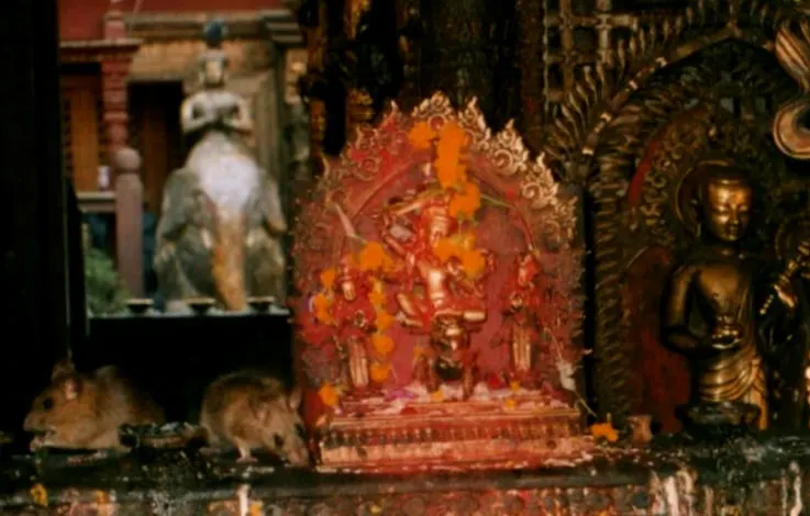 Rat Temple in Kathmandu
