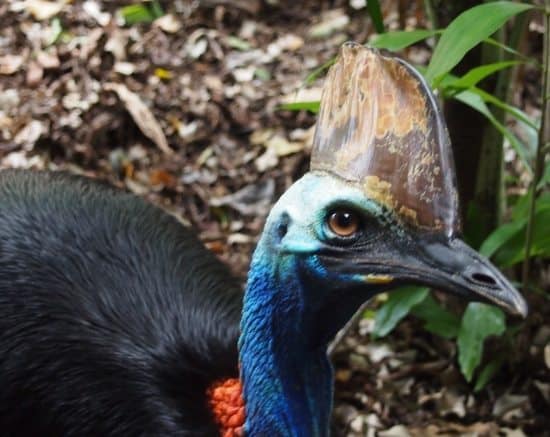 cassowary queensland