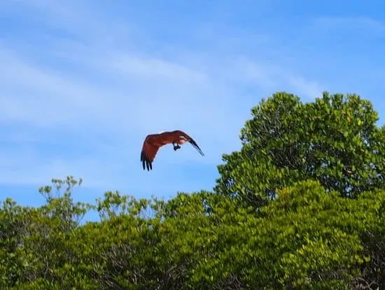 red backed sea eagle ( brahniny kite) Port Douglas