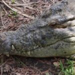 Salt Water Crocodile Queensland