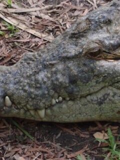 Salt Water Crocodile Queensland
